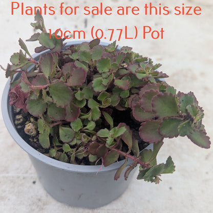 Sedum Spurium Voodoo | Voodoo Stonecrop