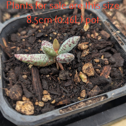 Adromischus Festivus