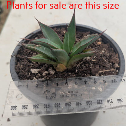 Agave Blue Ember
