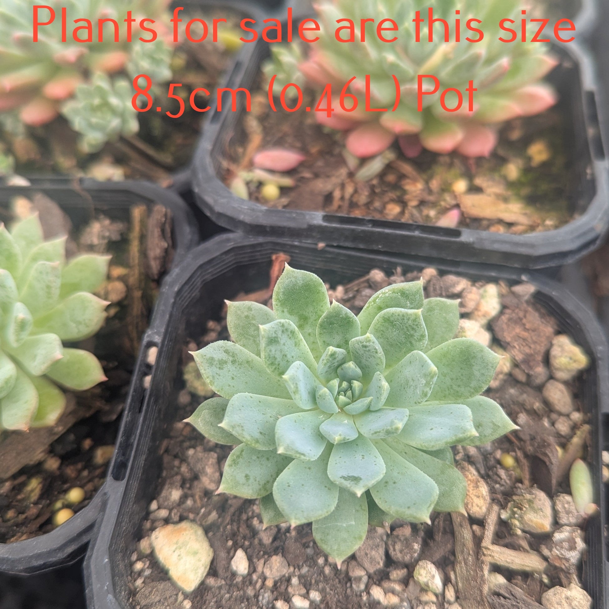echeveria dondo succulent Echeveria Dondo – Jungle Story