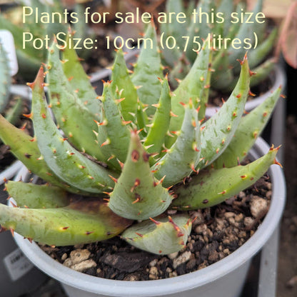 Aloe Peglerae