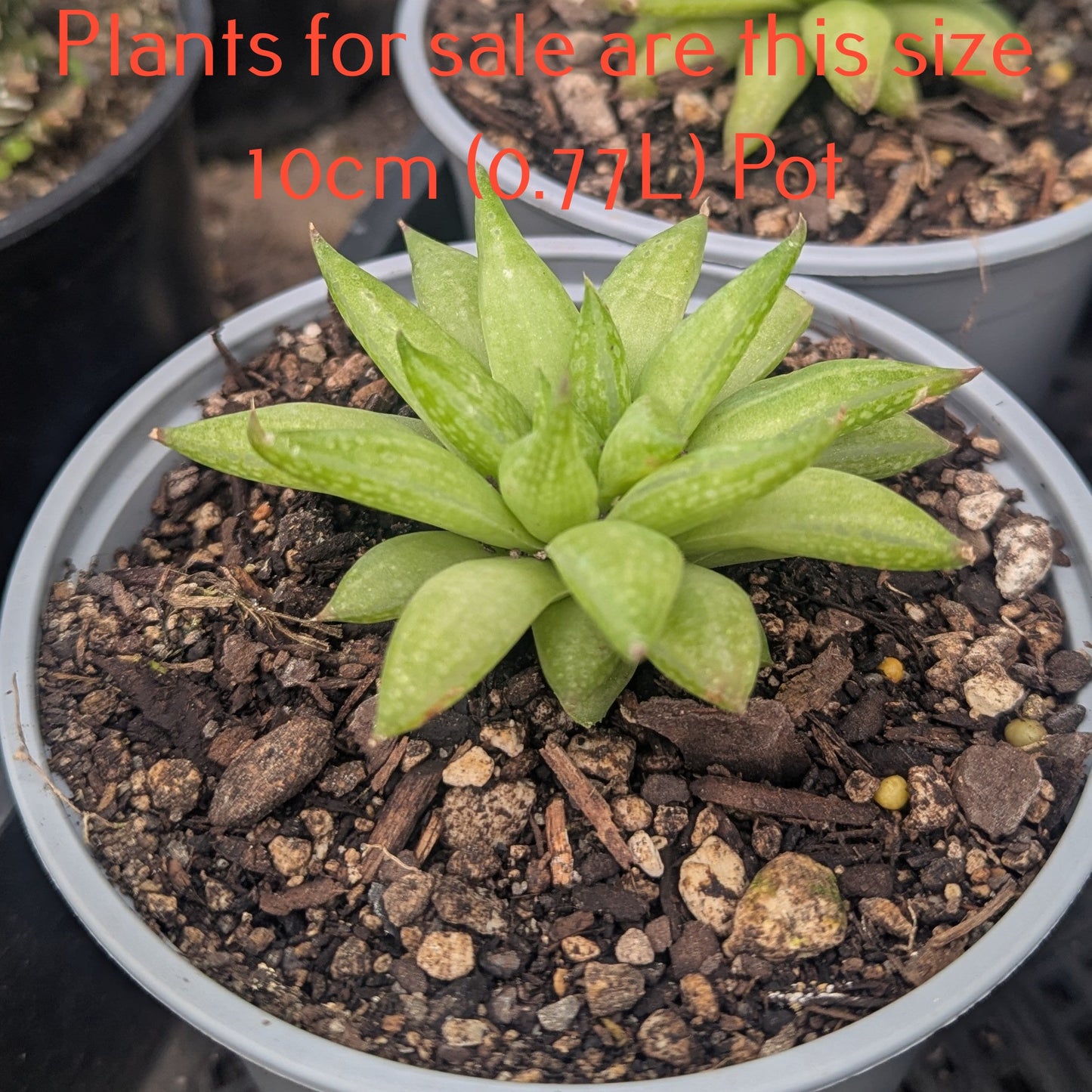 Haworthia Reticulata