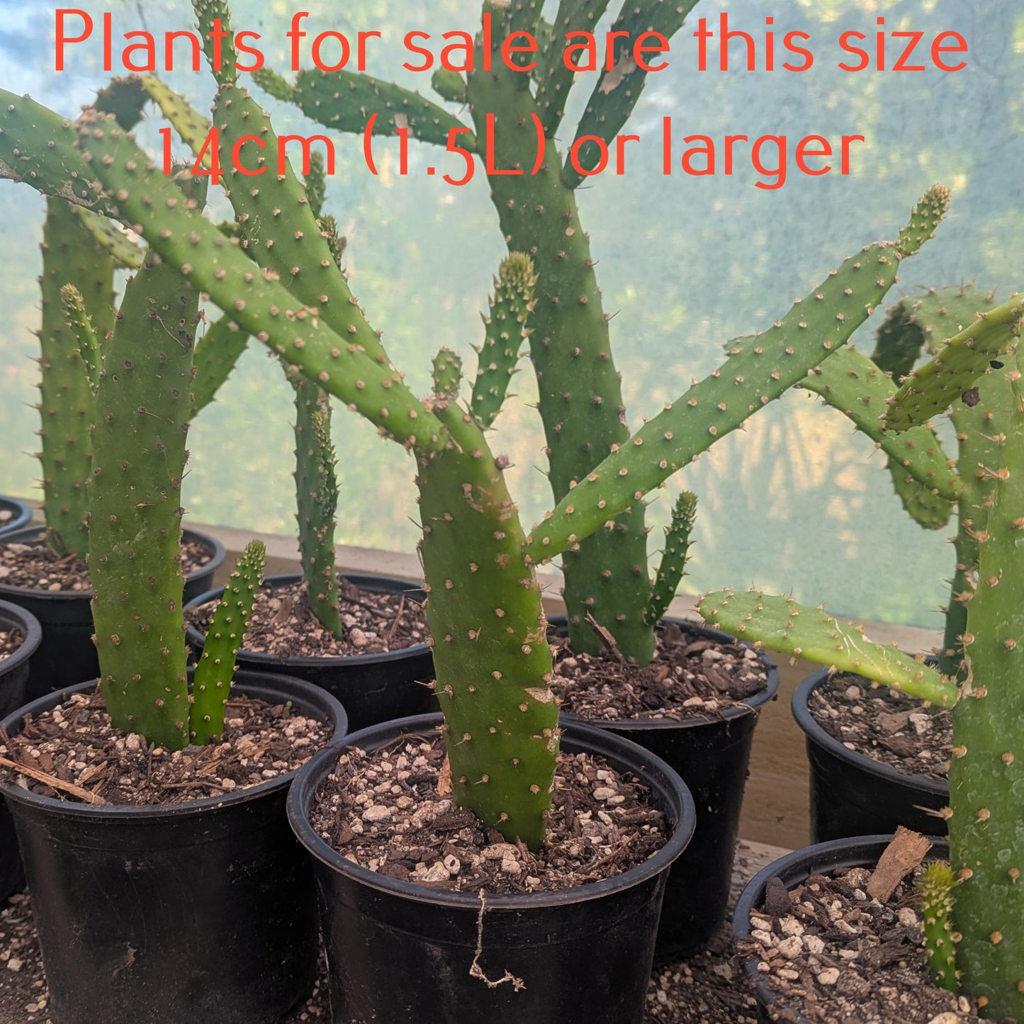 Opuntia Linguiformis | Cow's Tongue Prickly Pear