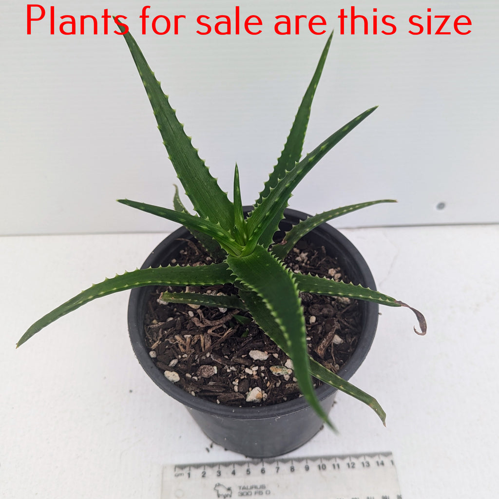 Aloe Bush Baby Yellow