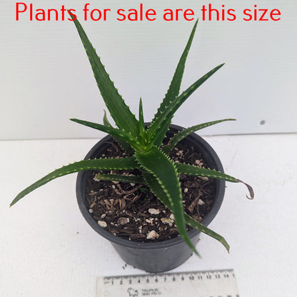 Aloe Bush Baby Yellow