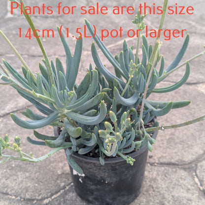 Senecio Serpens | Blue Chalksticks