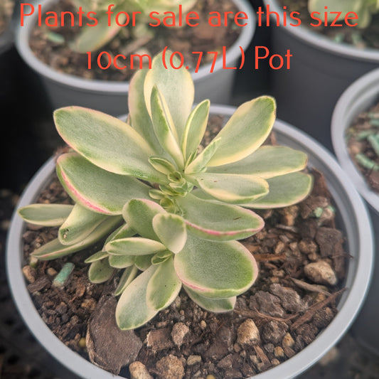 Crassula Money Maker f. Variegata