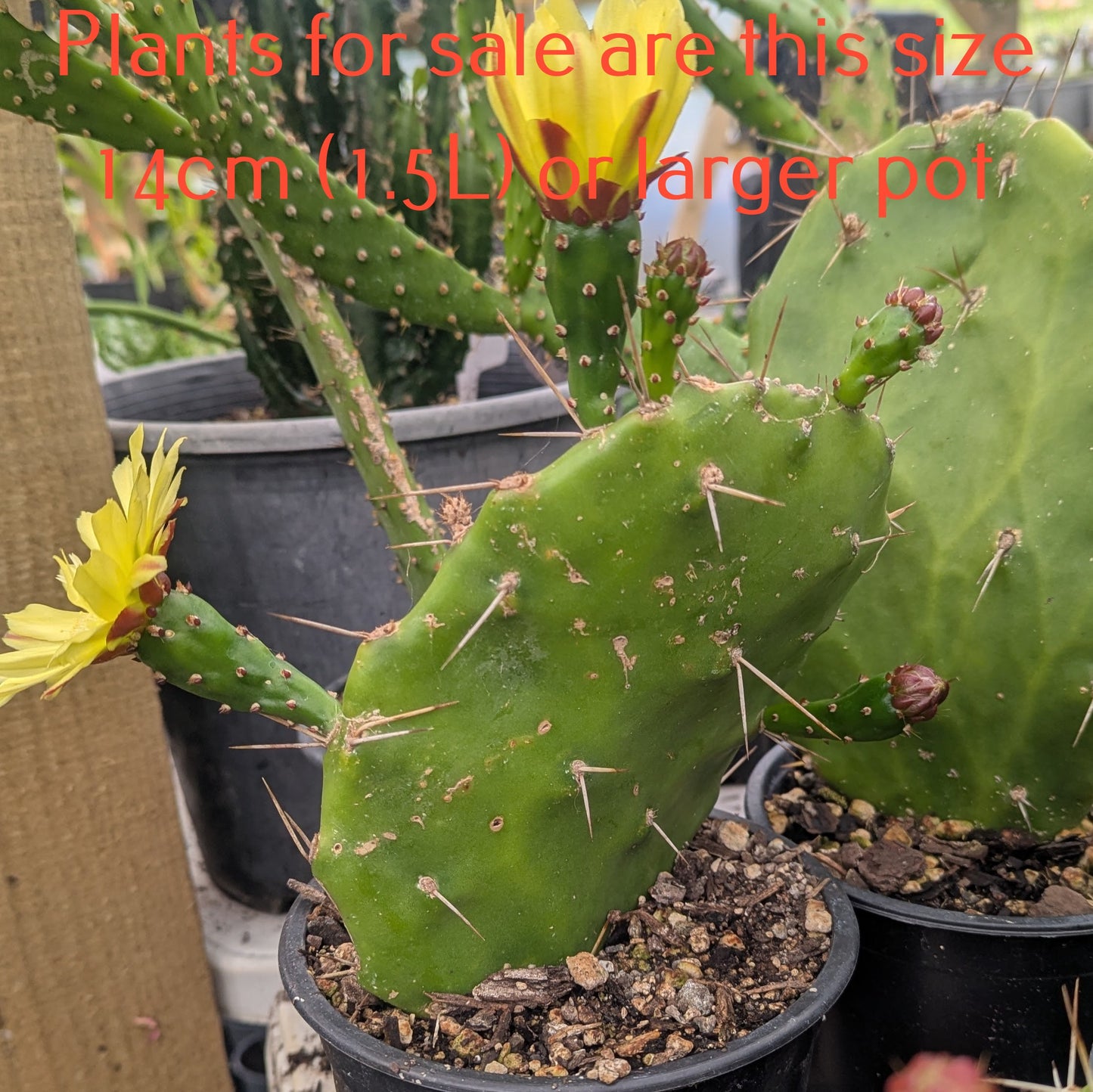Opuntia Monacantha | Drooping Prickly Pear