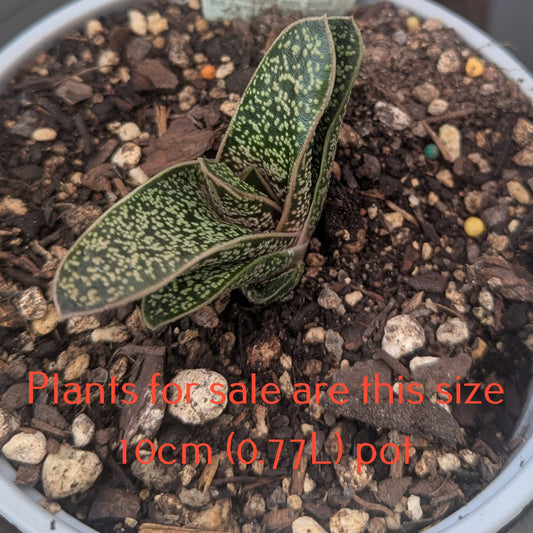 Gasteria x Gastrolea | Spotted Beauty