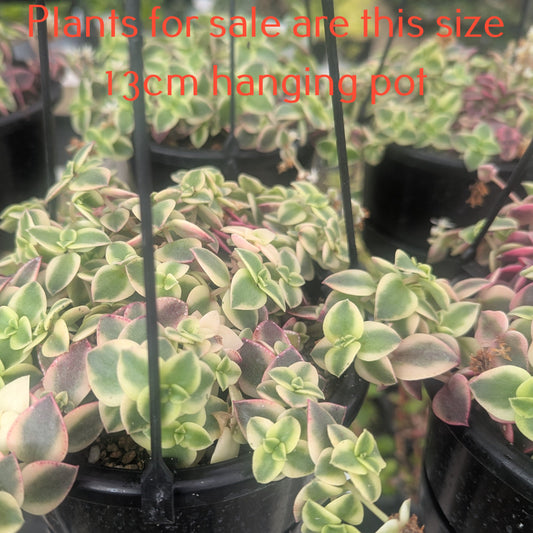 Crassula Pellucida variegata | Calico Kitten