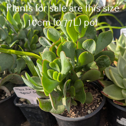 Crassula Arborescens | Blue Bird