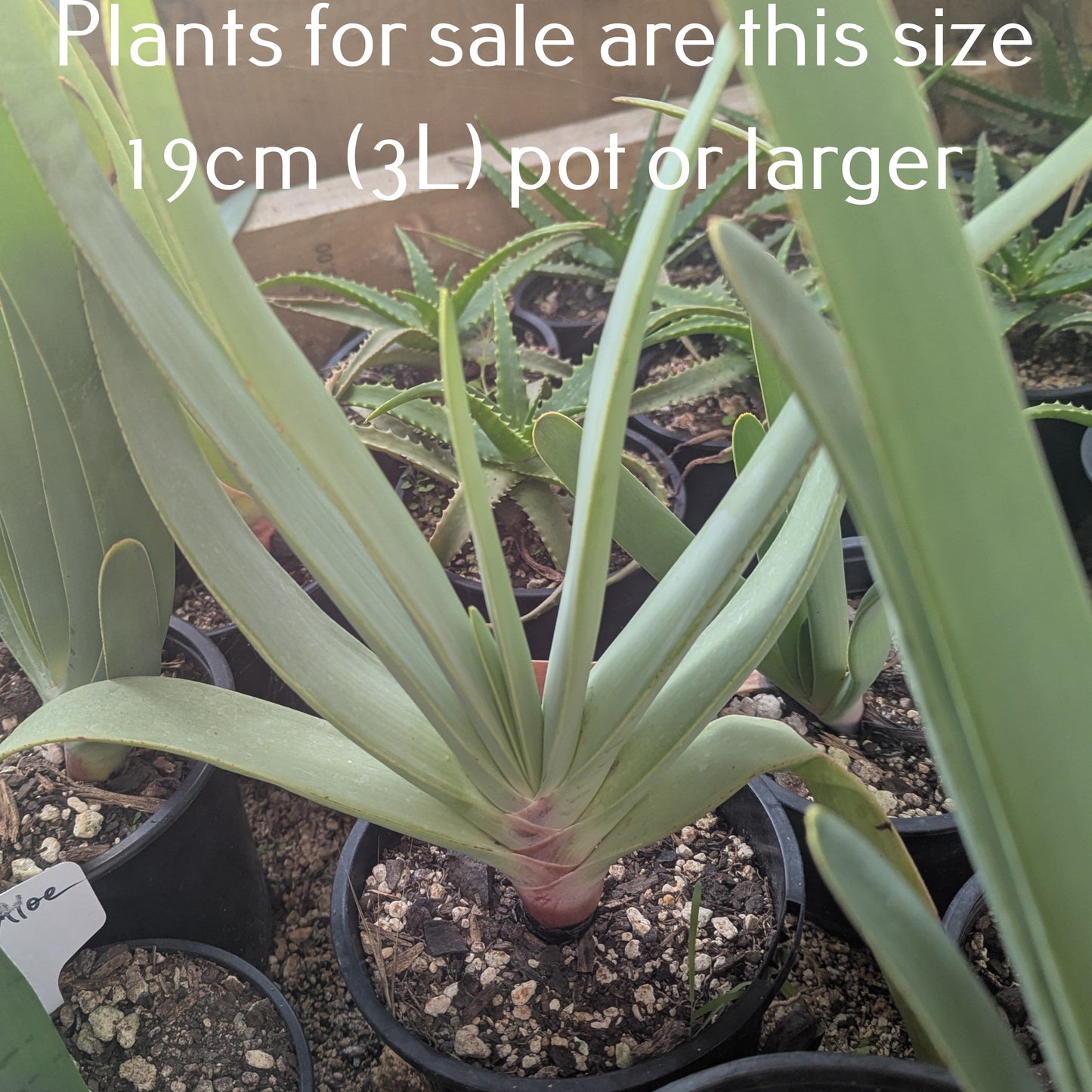 Aloe Plicatilis | Fan Aloe