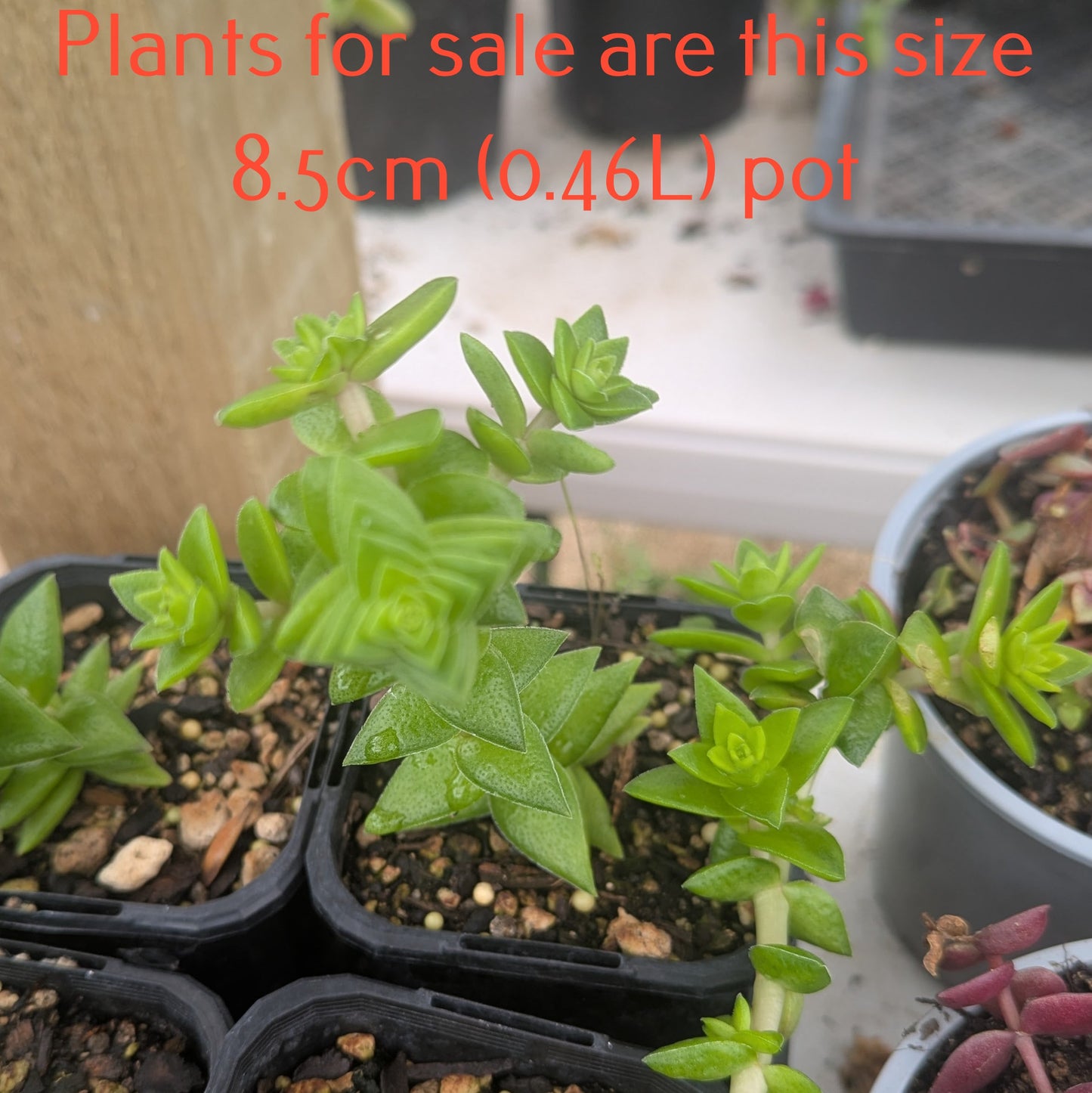 Crassula Capitella | Red Pagoda