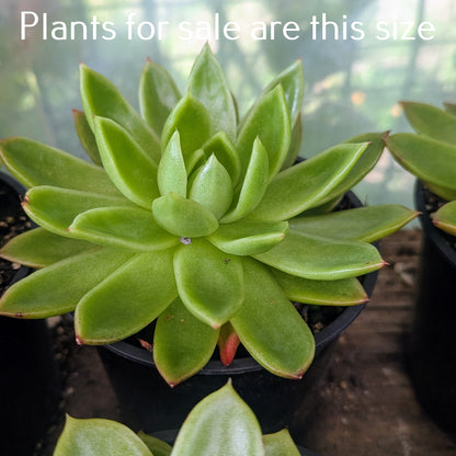 Echeveria Green Waterlily