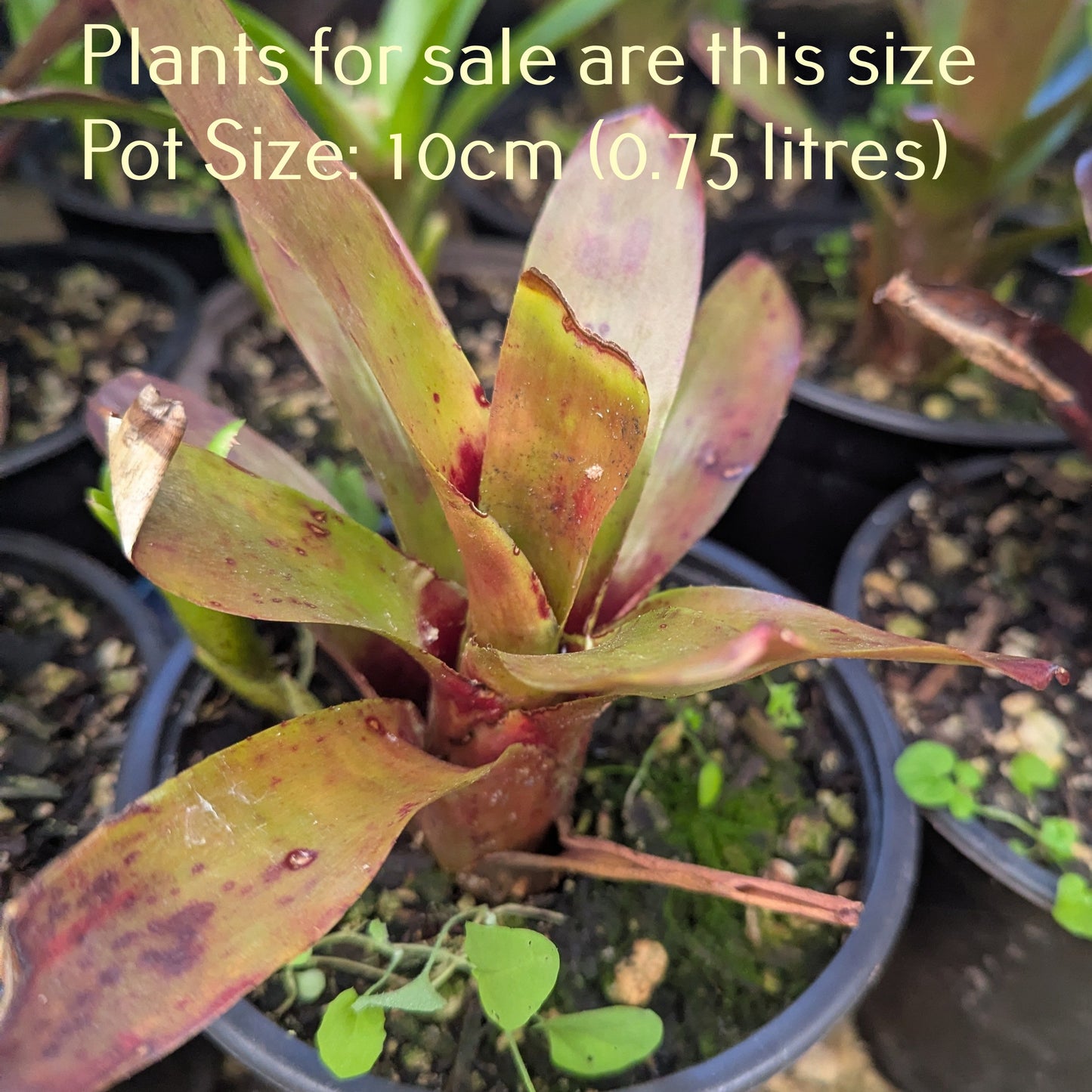 Neoregelia Bromeliad - Fireball