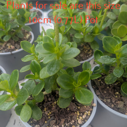 Peperomia Urvilleana