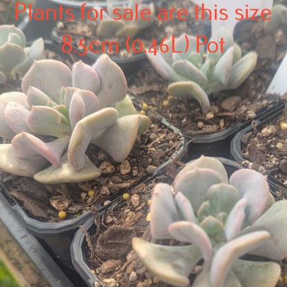 Echeveria Cubic Frost