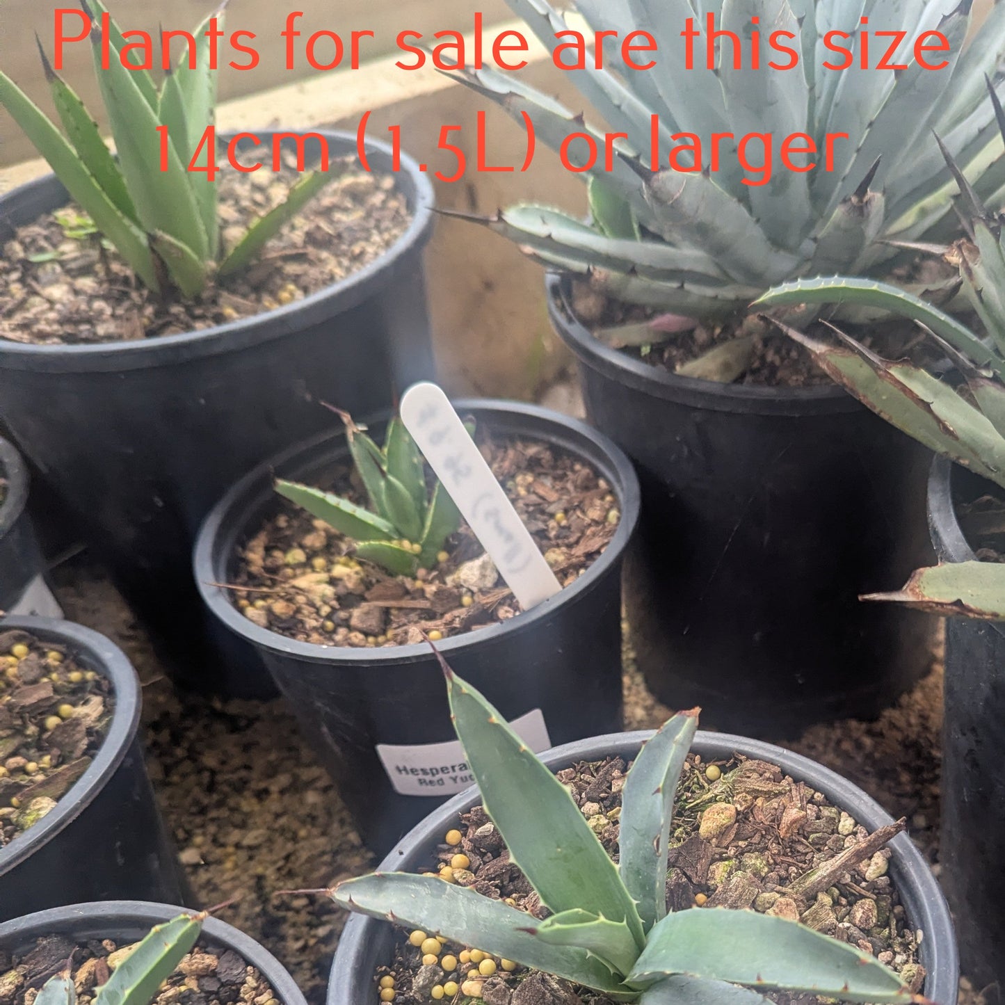 Agave Little Penguins