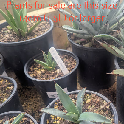 Agave Little Penguins