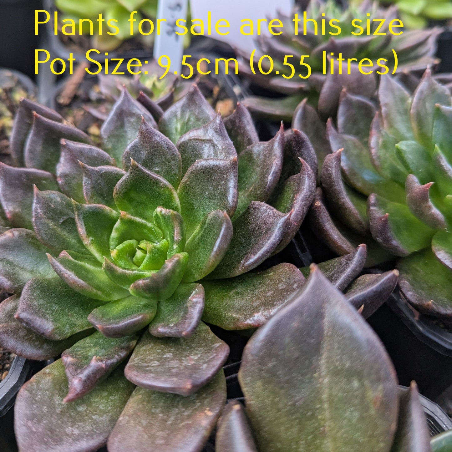 Echeveria Black Prince