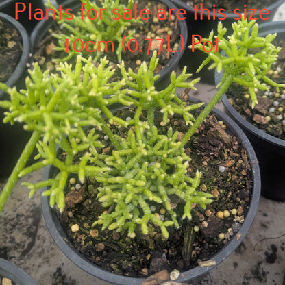 Rhipsalis Cereuscula | Coral Cactus