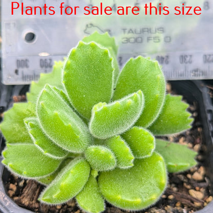 Cotyledon Tormentosa | Bear's Paw