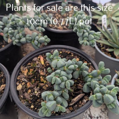Corpuscularia Lehmannii | Ice Plant