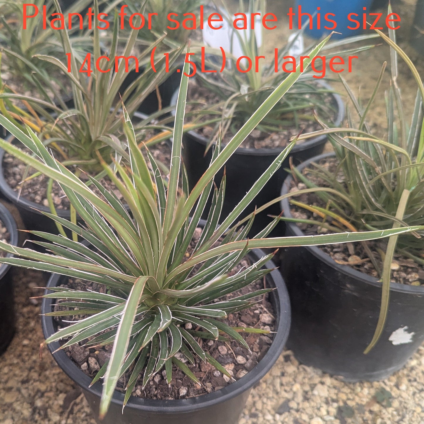 Agave Geminiflora | Twin-flowered Agave