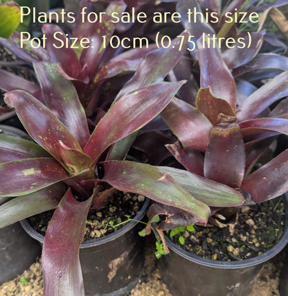 Bromeliad Alcantarea Imperialis Rubra