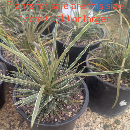 Agave Geminiflora | Twin-flowered Agave