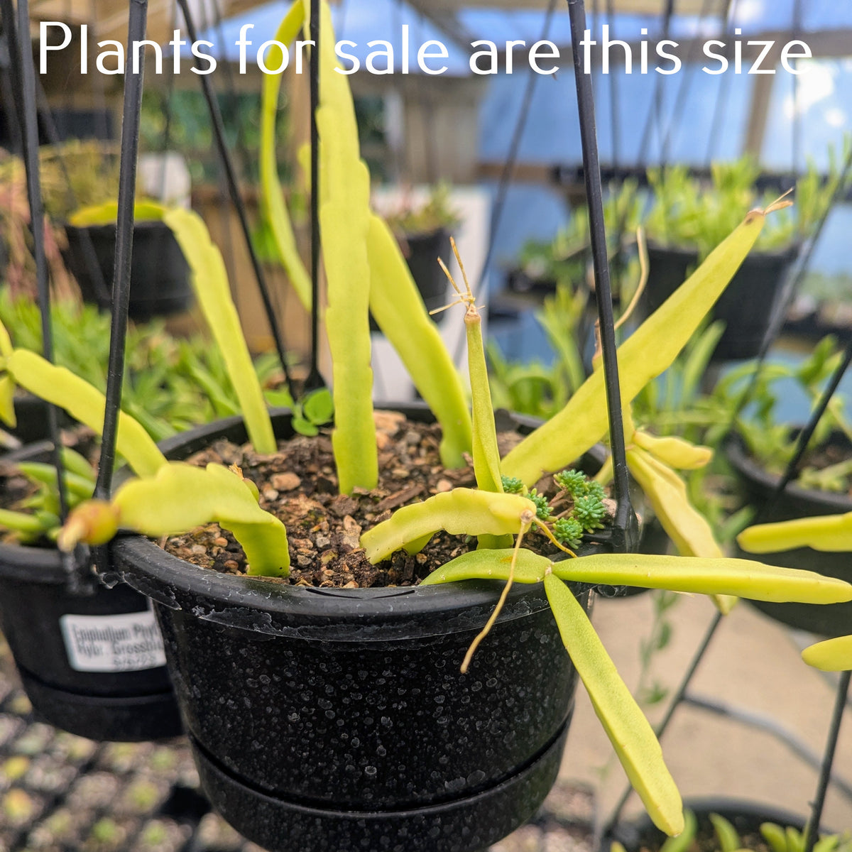 Rhipsalis Paradoxa | Chain Cactus