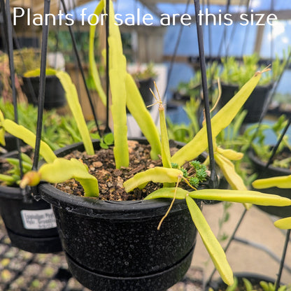 Rhipsalis Paradoxa | Chain Cactus