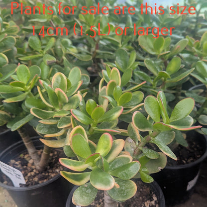 Crassula Ovata 'Hummel's Sunset | Golden Jade