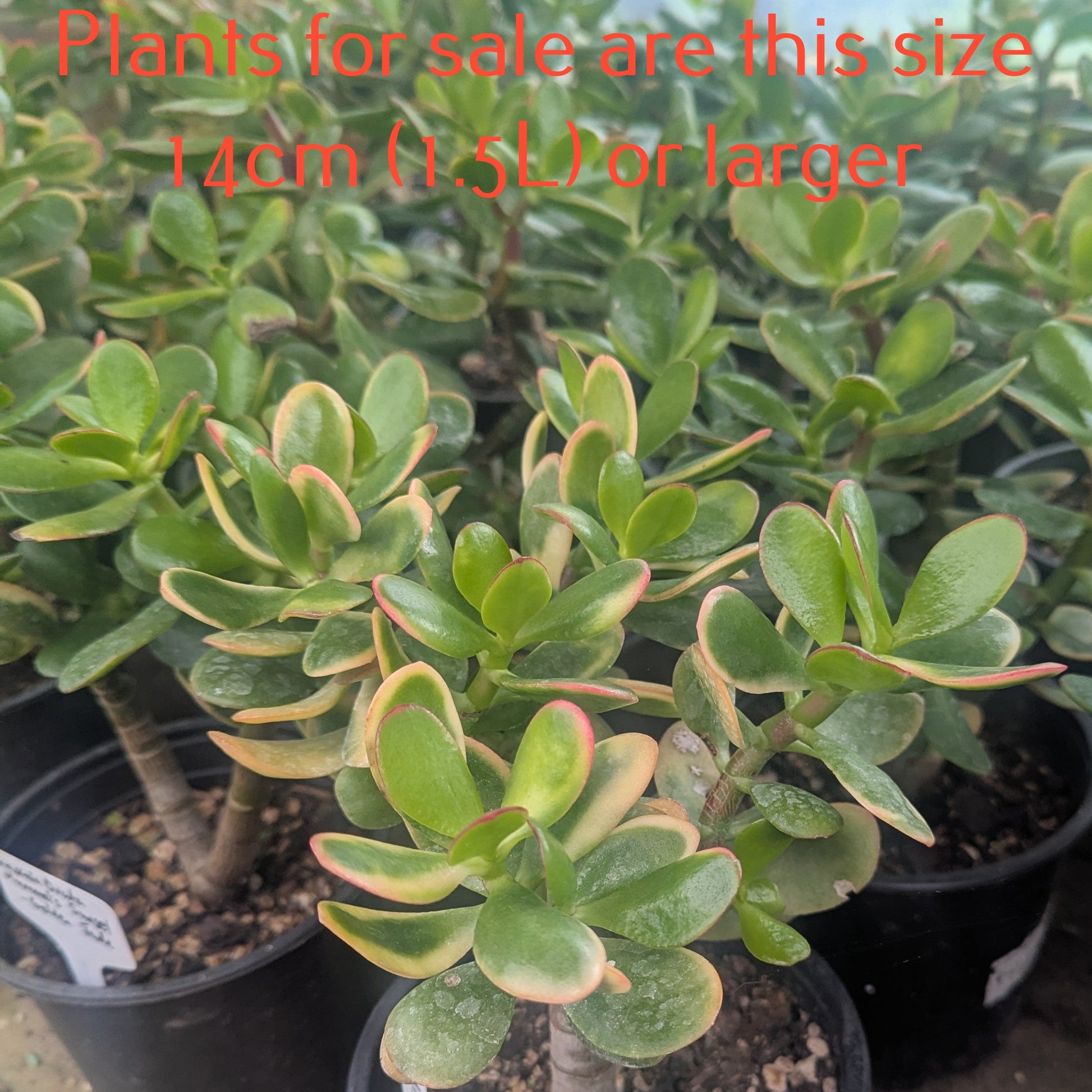 Crassula Ovata 'Hummel's Sunset