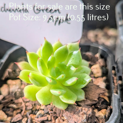 Echeveria Green Apple