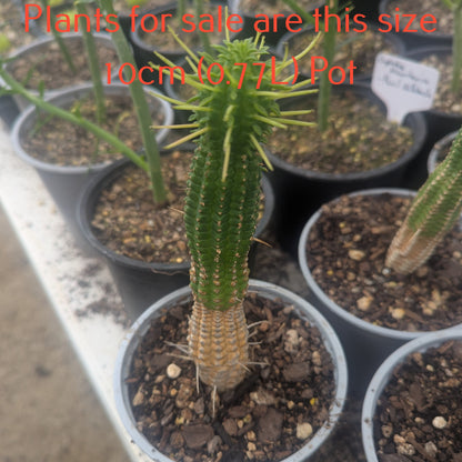 Euphorbia mammillaris - Indian Corn Cob