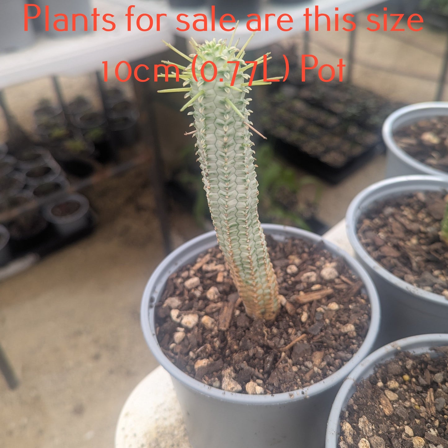 Euphorbia Mammillaris Variegata Corn Cob Cactus | White Rocket