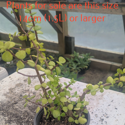 Portulacaria Afra Aurea | Yellow Rain Bush