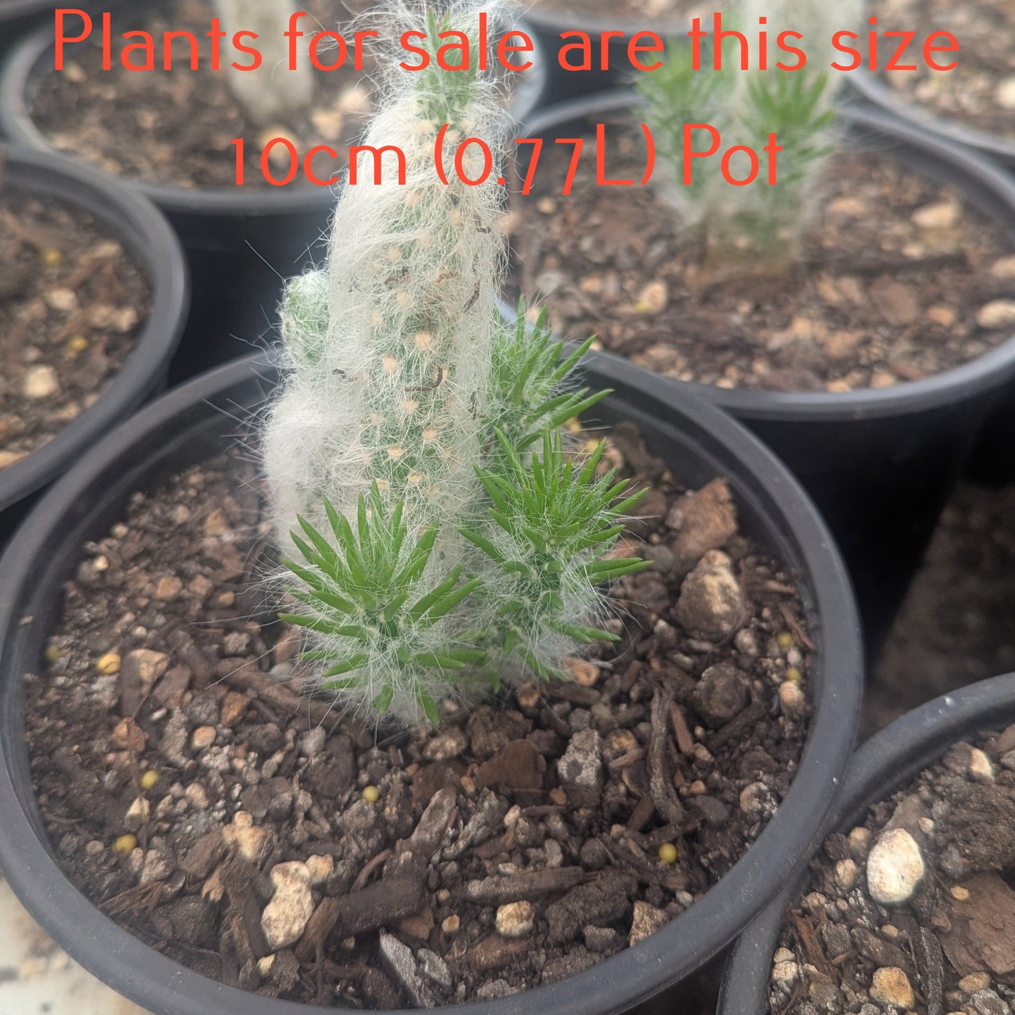 Austrocylindropuntia Vestita | Old Man Opuntia