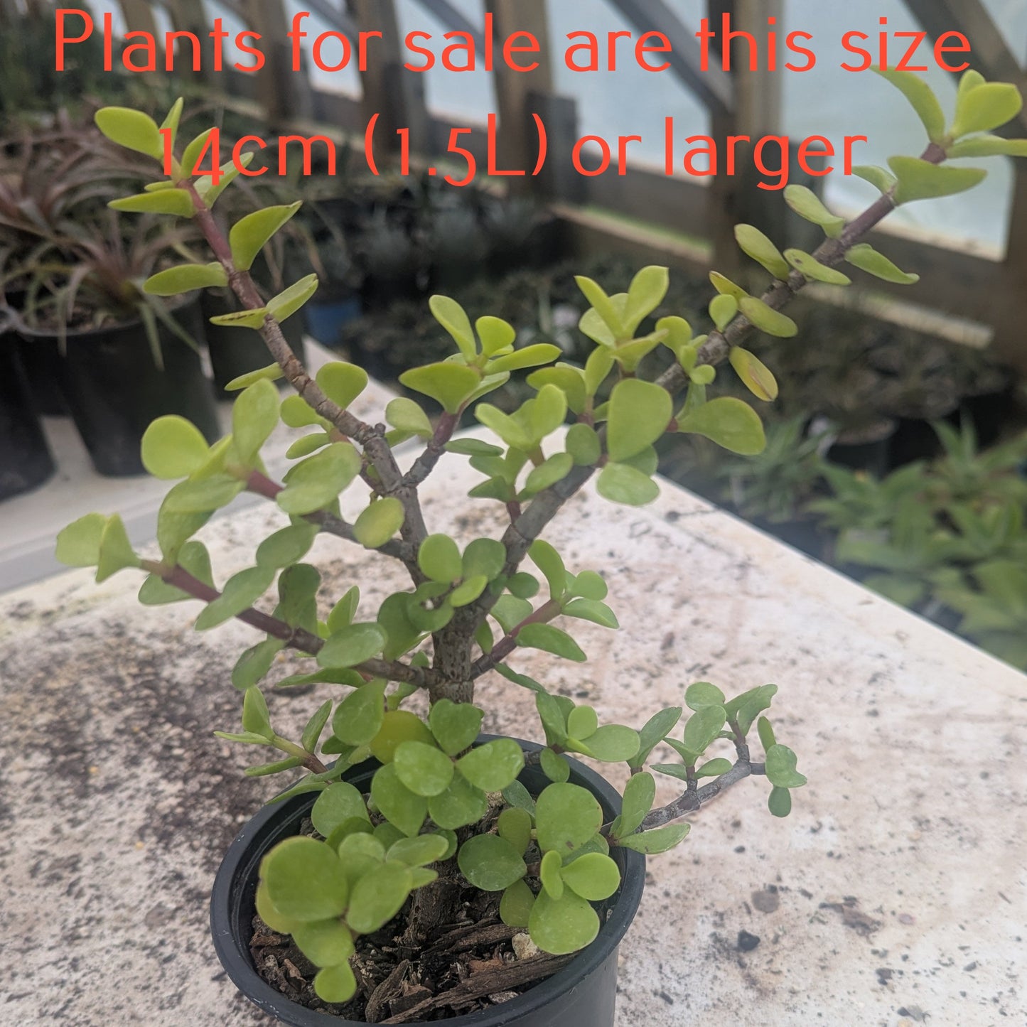 Portulacaria Afra | Elephant Bush