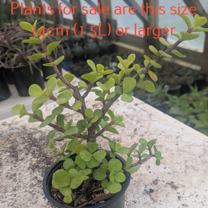 Portulacaria Afra | Elephant Bush