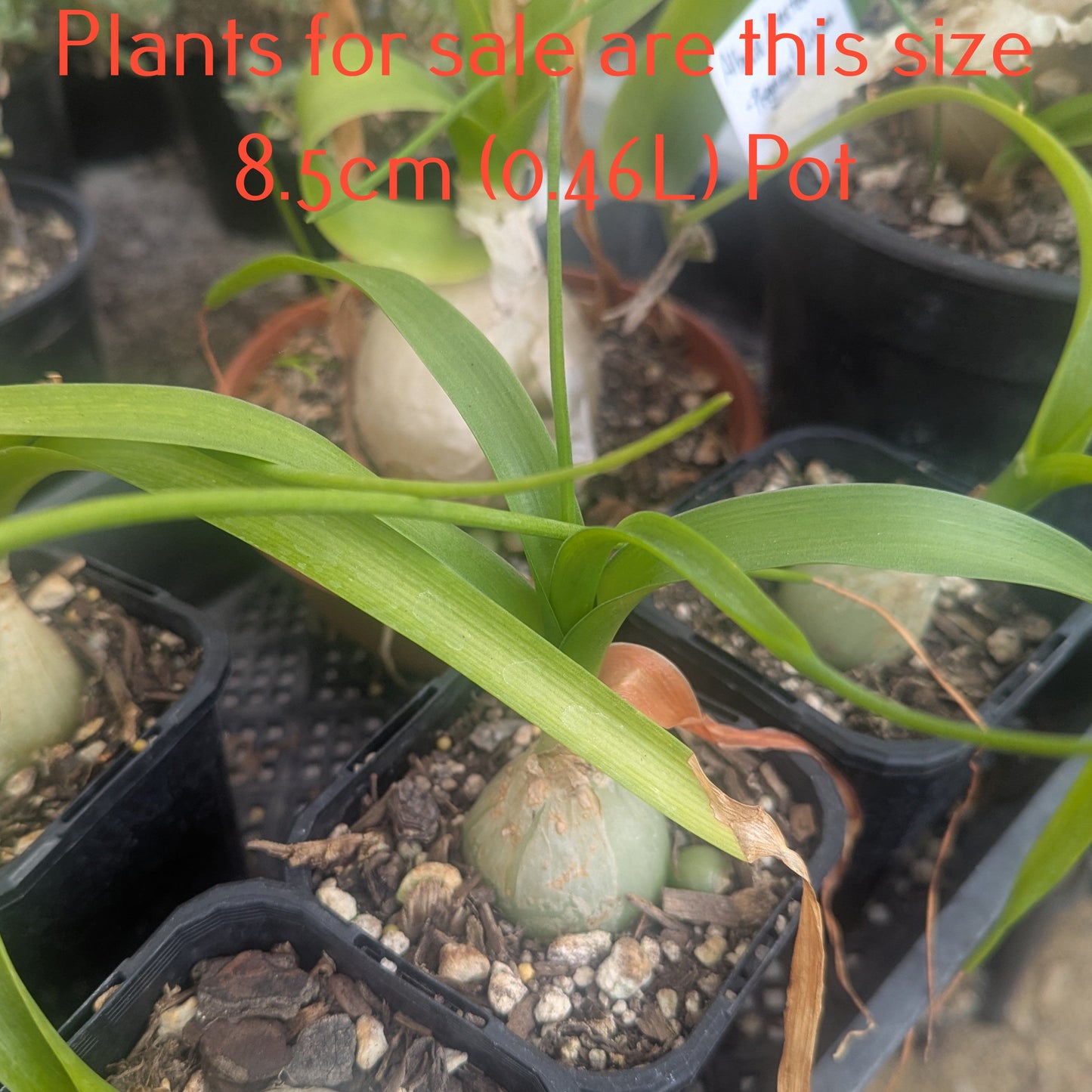 Albuca Bracteata | Pregnant Onion