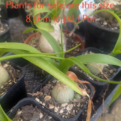 Albuca Bracteata | Pregnant Onion