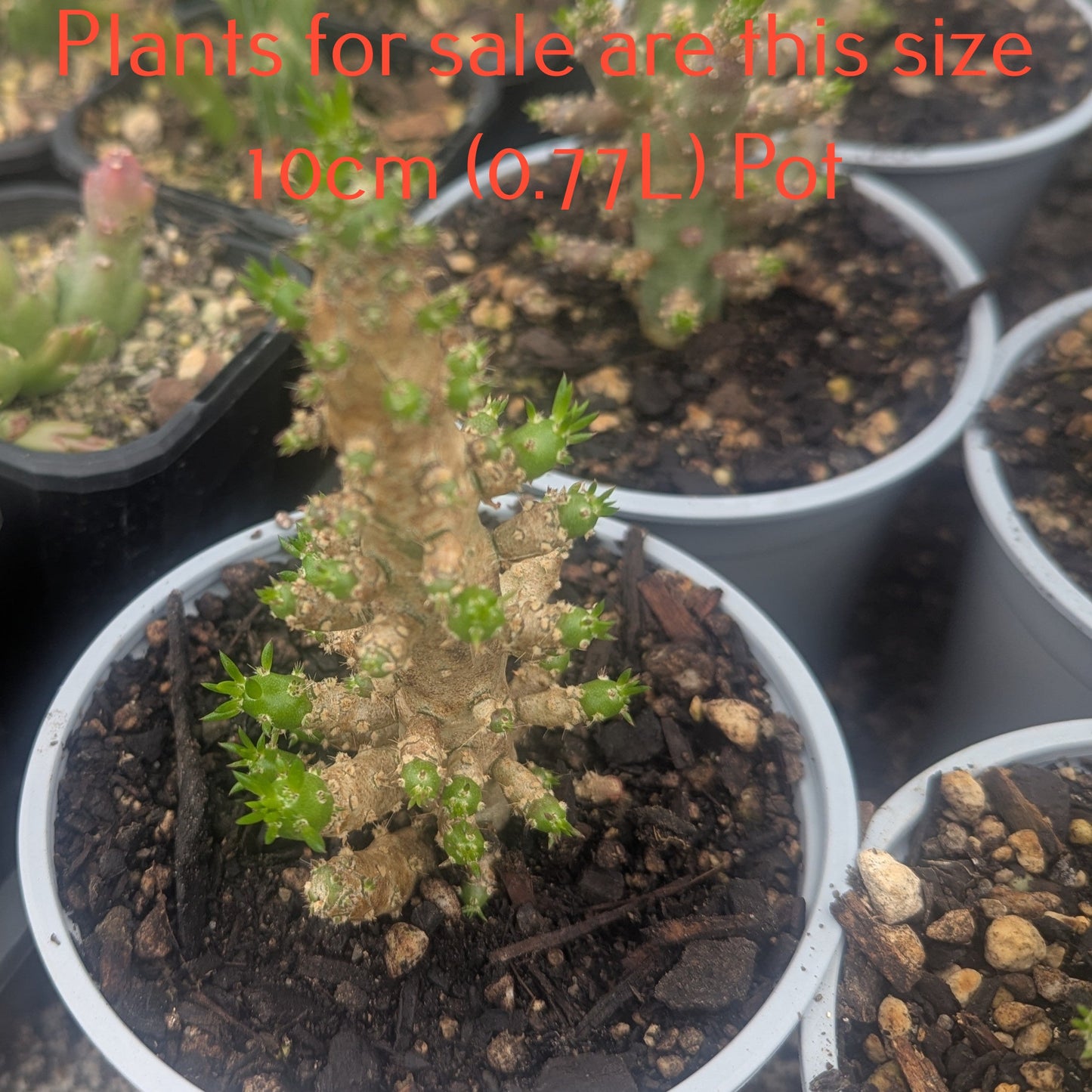 Opuntia Subulata | Eve's Pin