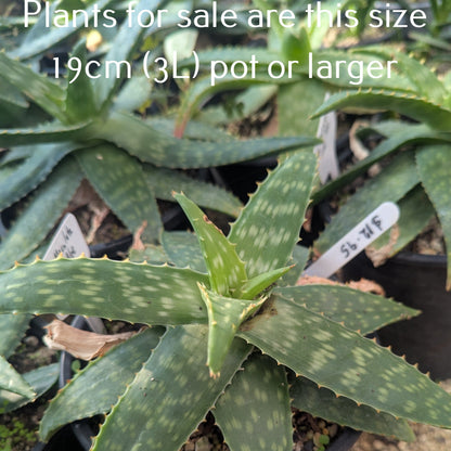 Aloe Maculata | Soap Aloe