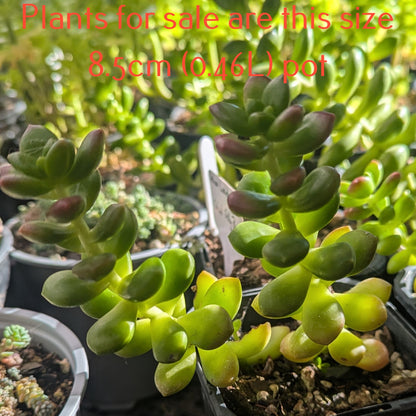 Sedum Lucidum Obesum | Giant Jelly Bean