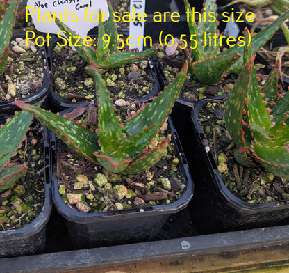 Aloe Christmas Carol