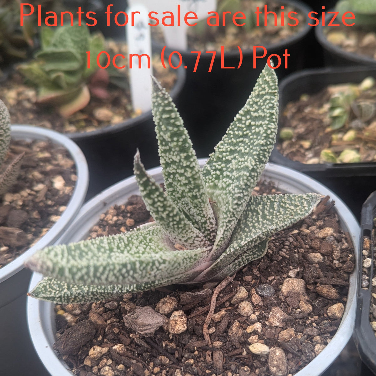 Gasteria Carinata Var. Verrucosa | Ox Tongue Plant