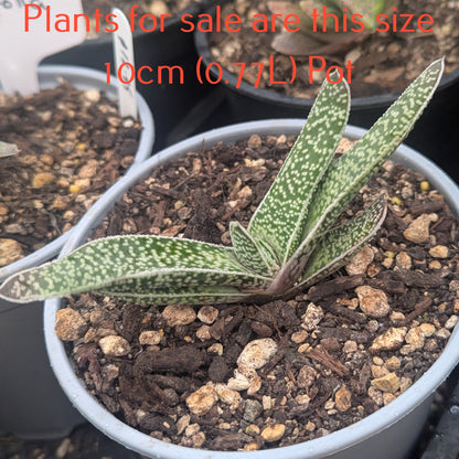 Gasteria Acinacifolia | Dune Gasteria