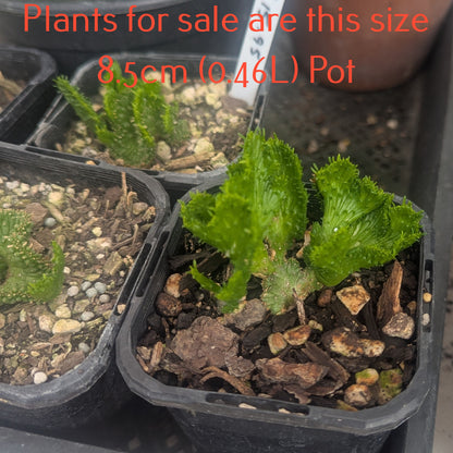 Euphorbia Flanaganii Cristata | Green Coral